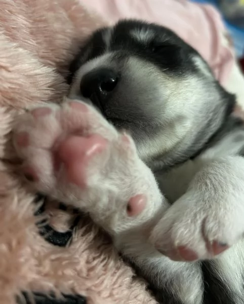 meravigliosi husky per adozione | Foto 1