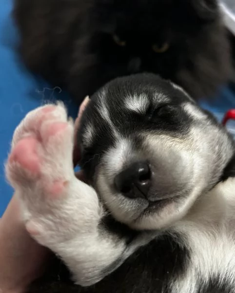 meravigliosi husky per adozione | Foto 0
