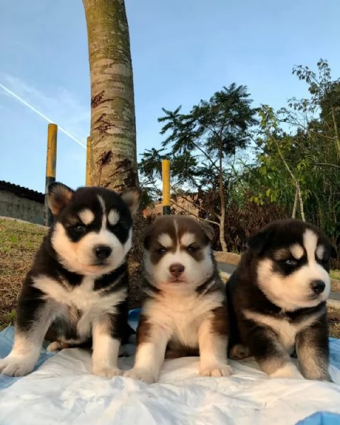 meravigliosi husky per adozione | Foto 2