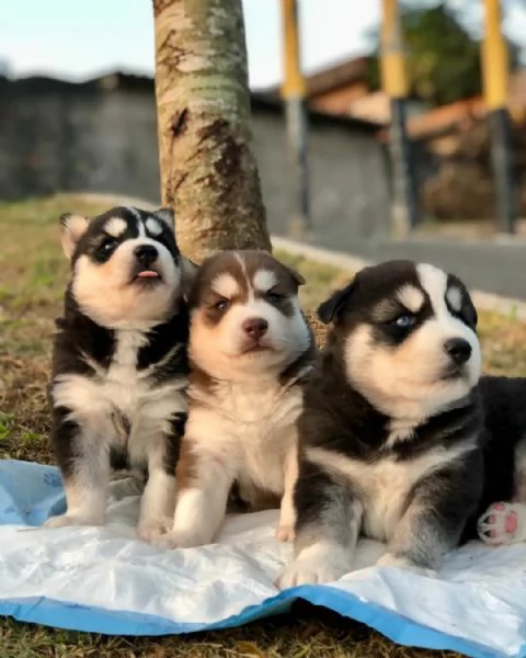 meravigliosi husky per adozione | Foto 1