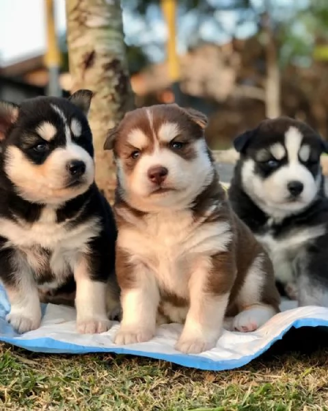 meravigliosi husky per adozione
