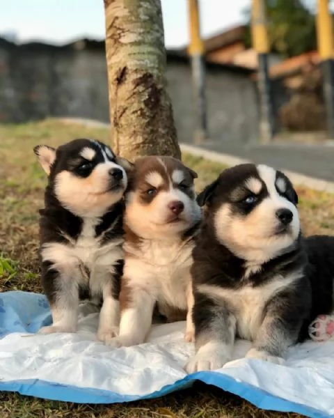 meravigliosi husky per adozione | Foto 0