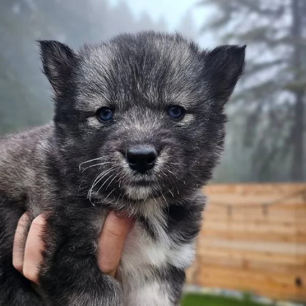 meravigliosi husky per adozione | Foto 1