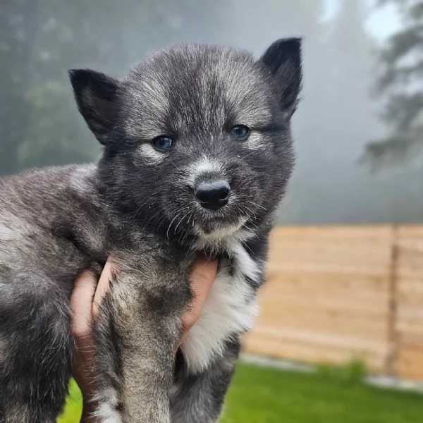 meravigliosi husky per adozione | Foto 0