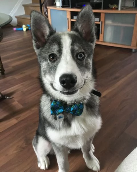 meravigliosi husky per adozione
