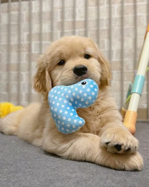 meravigliosi Golden Retriever per adozione | Foto 3