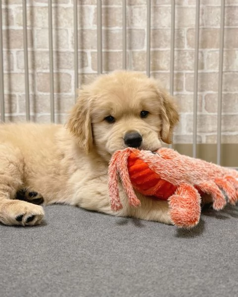 meravigliosi Golden Retriever per adozione | Foto 1