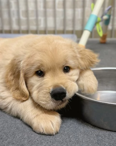 meravigliosi Golden Retriever per adozione | Foto 0