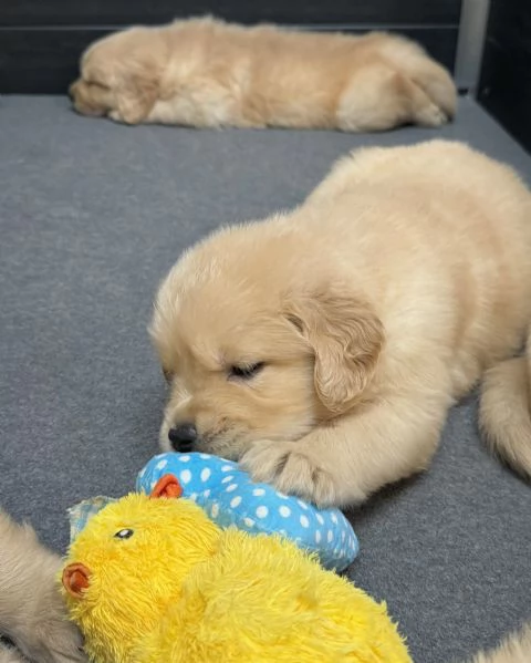 meravigliosi Golden Retriever per adozione