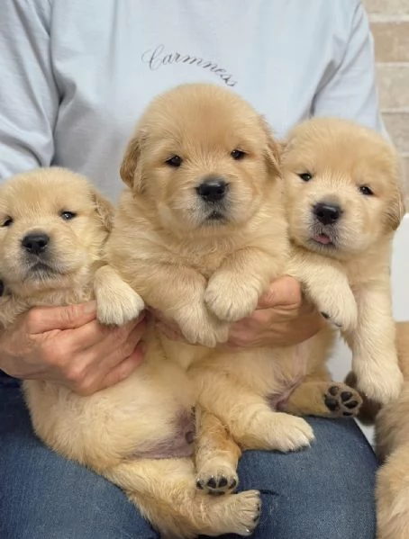 meravigliosi Golden Retriever per adozione | Foto 1