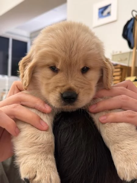 meravigliosi Golden Retriever per adozione | Foto 2