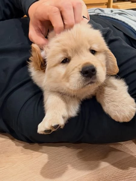meravigliosi Golden Retriever per adozione | Foto 1