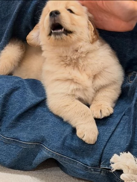 meravigliosi Golden Retriever per adozione | Foto 0