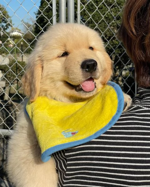 meravigliosi Golden Retriever per adozione | Foto 2