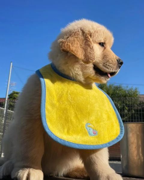 meravigliosi Golden Retriever per adozione | Foto 1