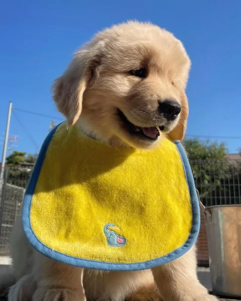meravigliosi Golden Retriever per adozione | Foto 0