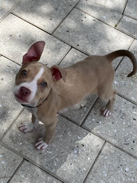 meravigliosi pitbull per adozione | Foto 0