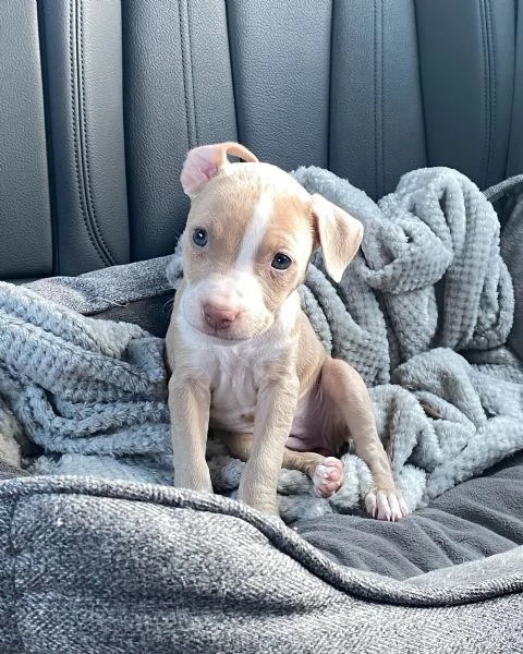 meravigliosi pitbull per adozione | Foto 3