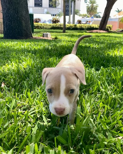 meravigliosi pitbull per adozione | Foto 0