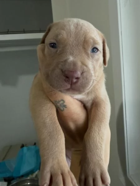 meravigliosi pitbull per adozione | Foto 1
