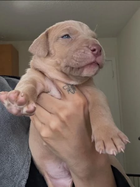 meravigliosi pitbull per adozione