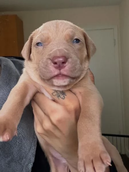 meravigliosi pitbull per adozione | Foto 0