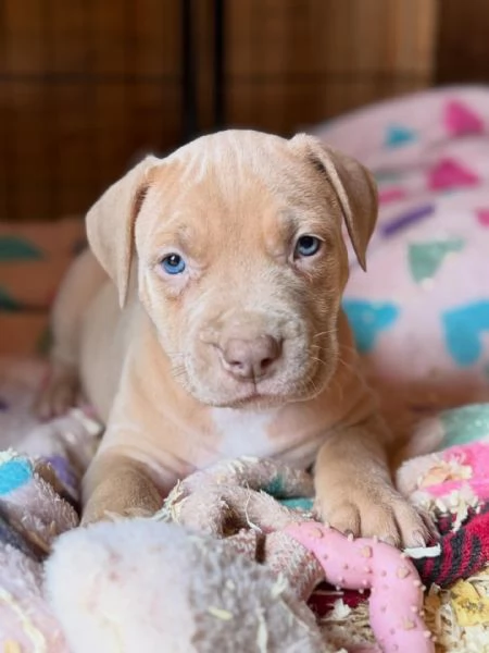 meravigliosi pitbull per adozione | Foto 1