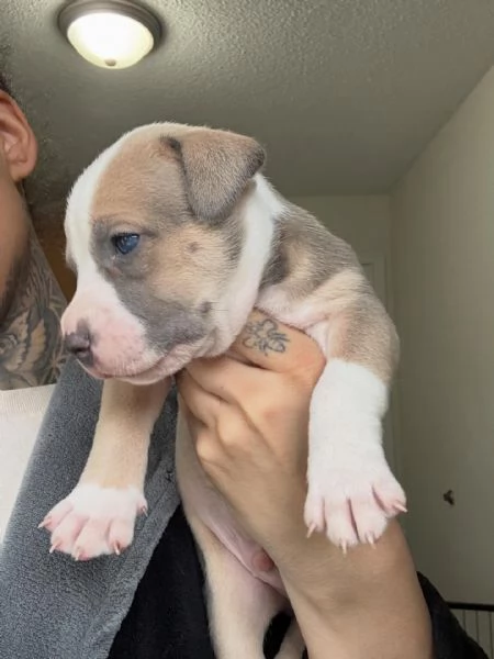 meravigliosi pitbull per adozione | Foto 1