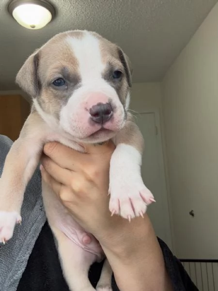 meravigliosi pitbull per adozione | Foto 0