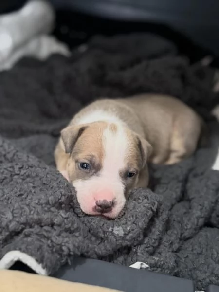 meravigliosi pitbull per adozione | Foto 1