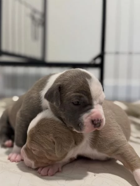 meravigliosi pitbull per adozione