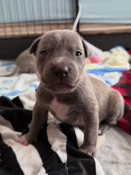 meravigliosi pitbull per adozione | Foto 1