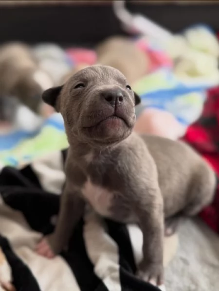 meravigliosi pitbull per adozione