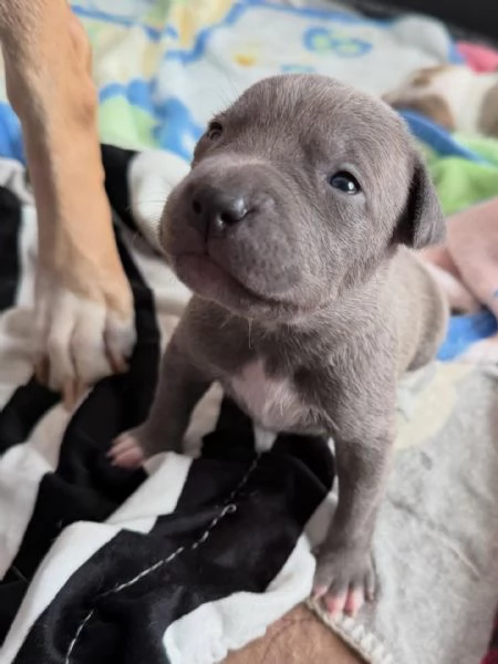 meravigliosi pitbull per adozione | Foto 0