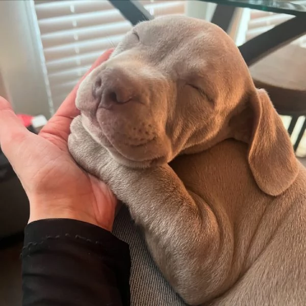 meravigliosi pitbull per adozione | Foto 2