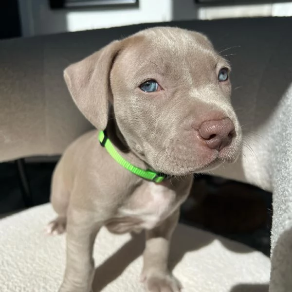 meravigliosi pitbull per adozione | Foto 1