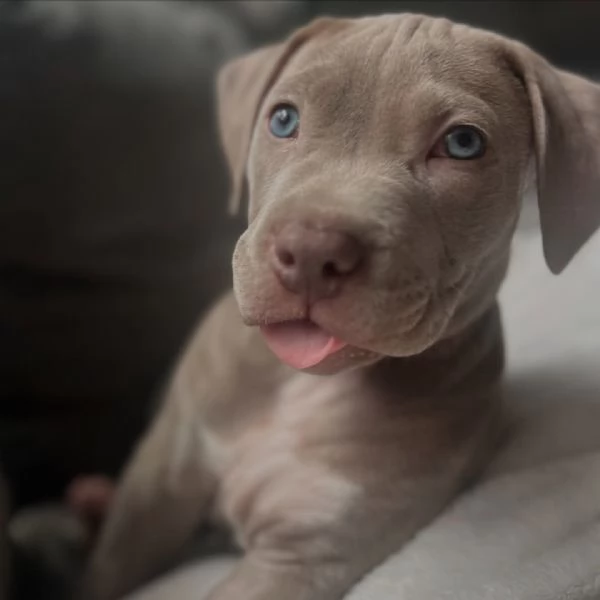 meravigliosi pitbull per adozione | Foto 0