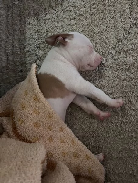 meravigliosi pitbull per adozione | Foto 1