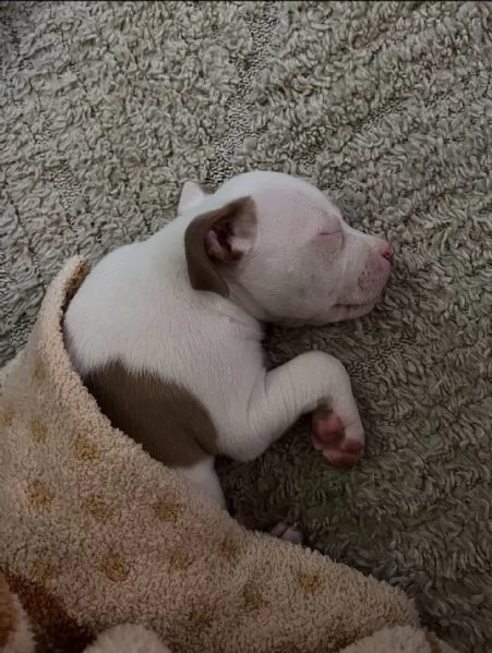 meravigliosi pitbull per adozione | Foto 0