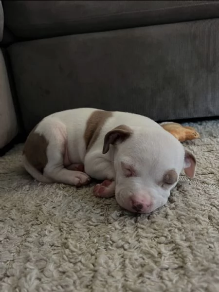 meravigliosi pitbull per adozione