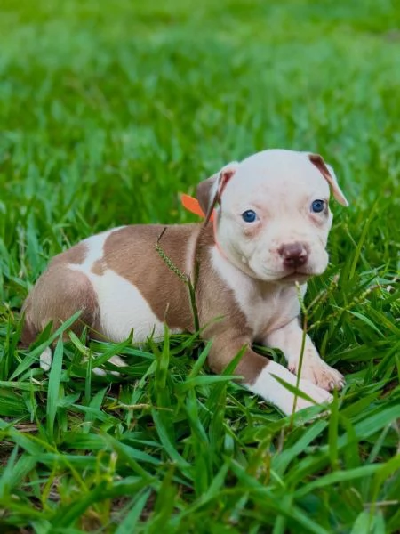 meravigliosi pitbull per adozione
