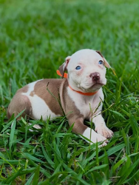 meravigliosi pitbull per adozione | Foto 1
