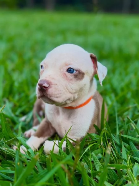 meravigliosi pitbull per adozione | Foto 0