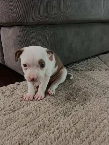 meravigliosi pitbull per adozione