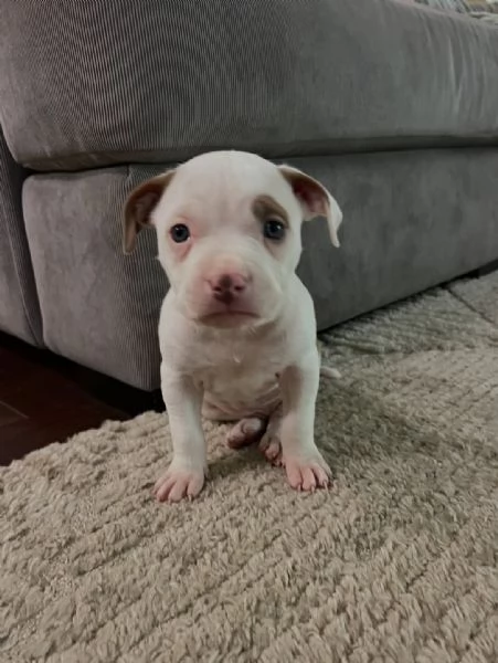 meravigliosi pitbull per adozione | Foto 3