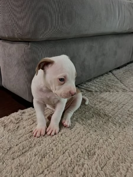 meravigliosi pitbull per adozione | Foto 2