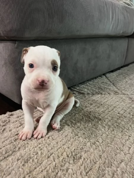 meravigliosi pitbull per adozione | Foto 1
