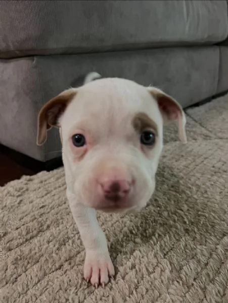 meravigliosi pitbull per adozione | Foto 0