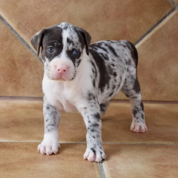 meravigliosi pitbull per adozione