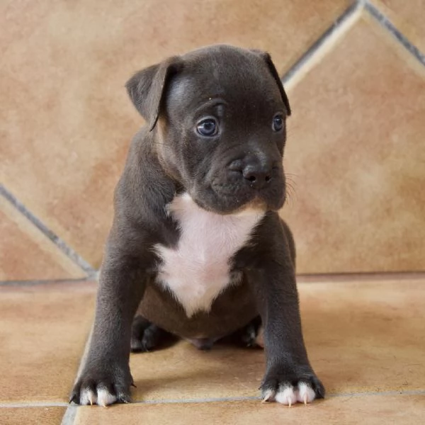 meravigliosi pitbull per adozione | Foto 5